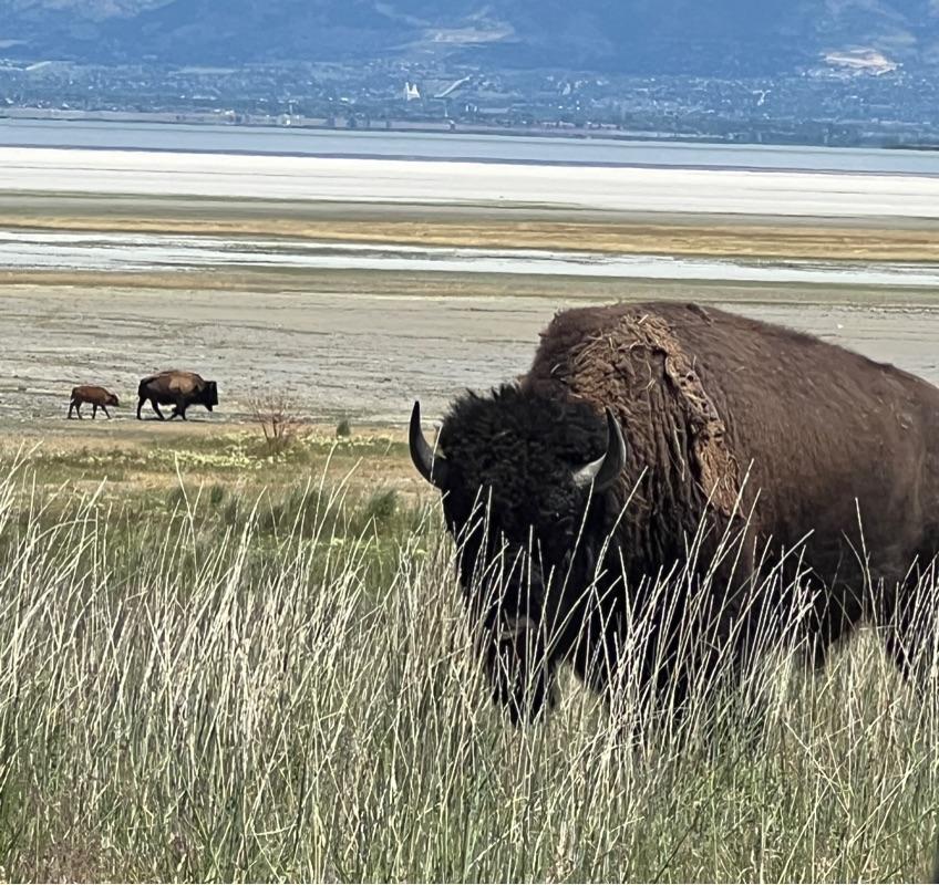 Symbolism of a Buffalo