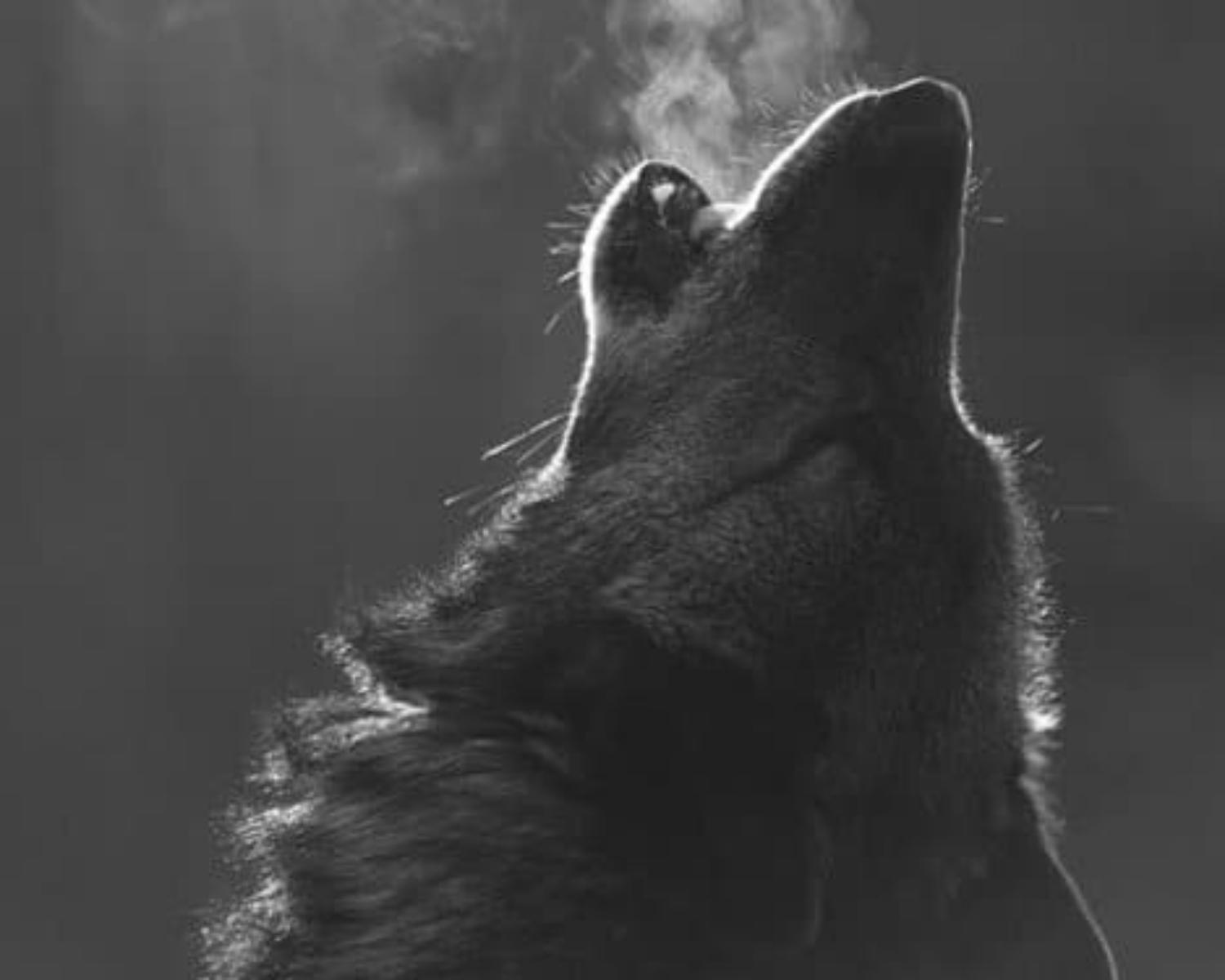 Wolf Mindset