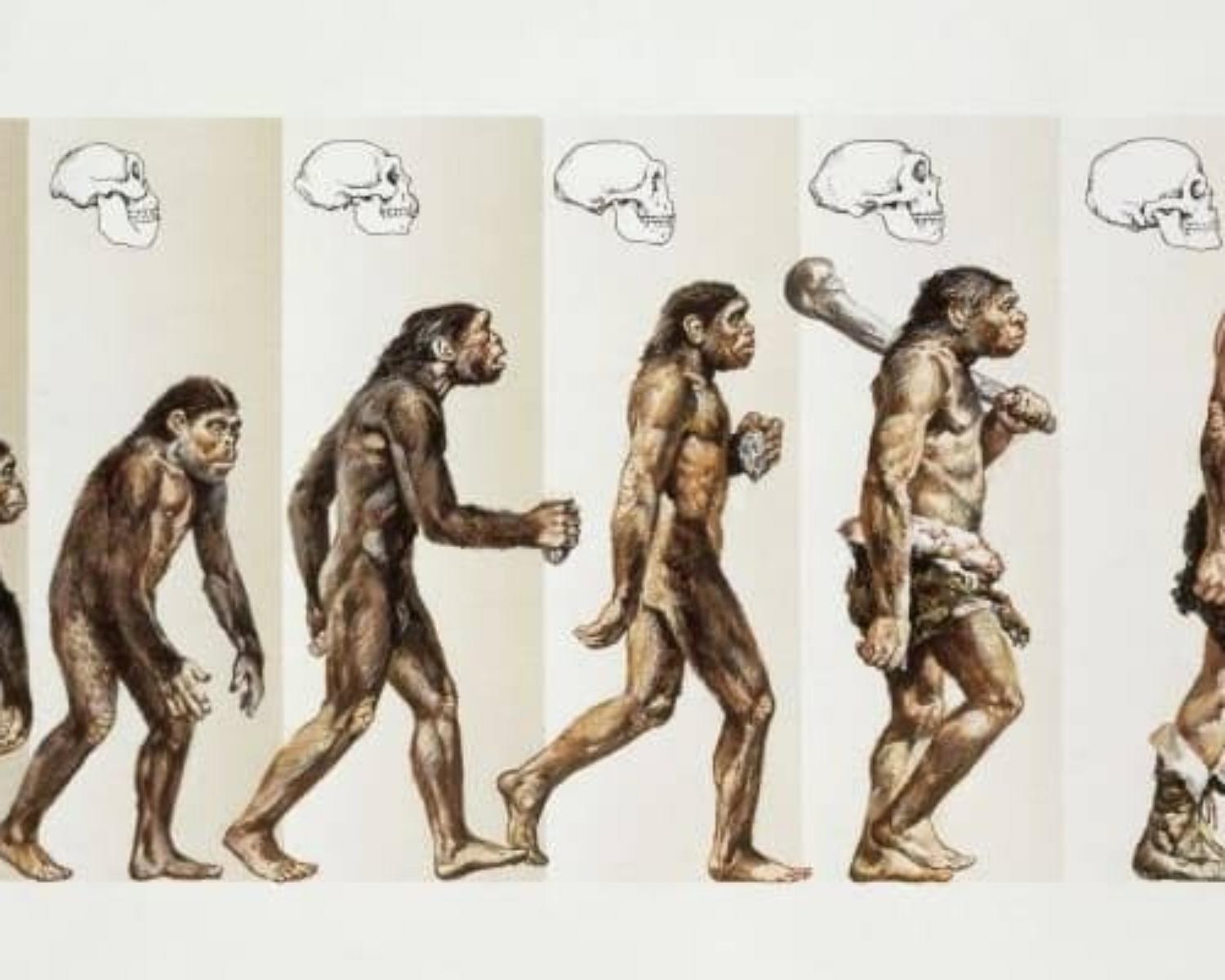 THE THEORY OF EVOLUTION EXPLAINED