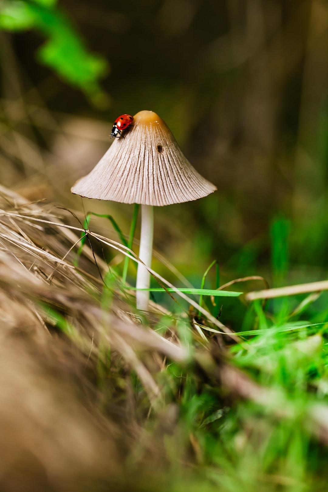 Reishi Mushroom And A Few Of Their Health Benefits.