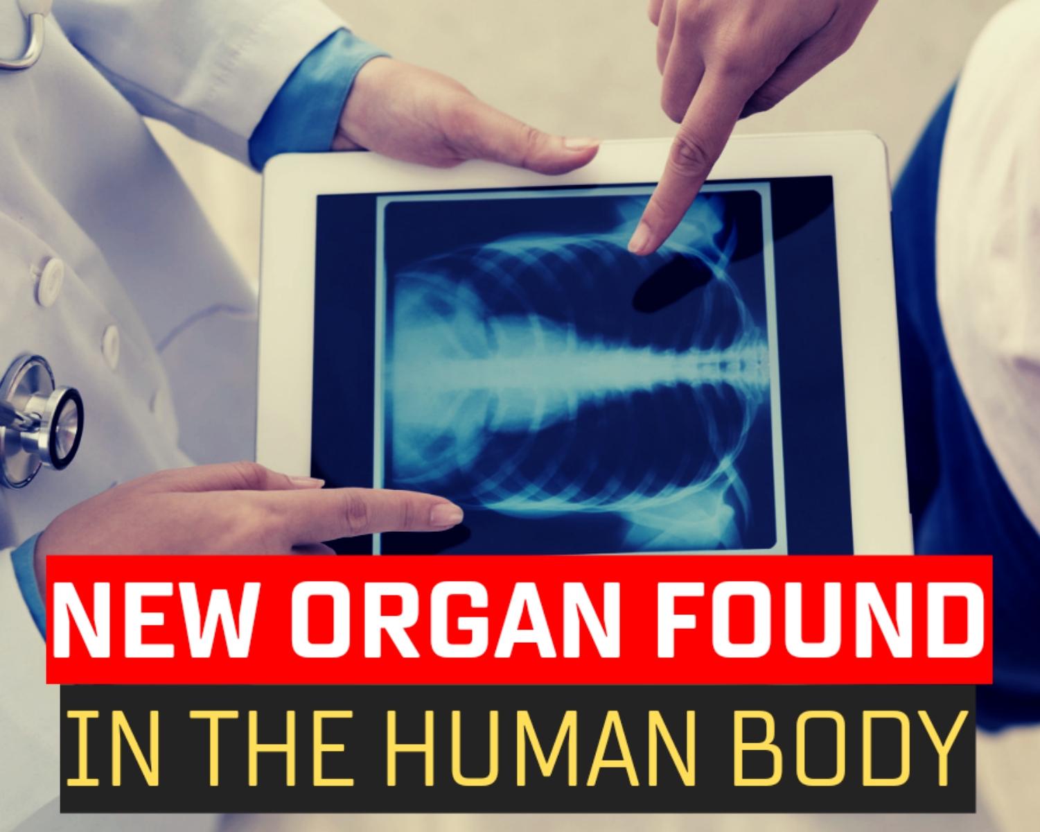 New Organ Found In The Human Body... 