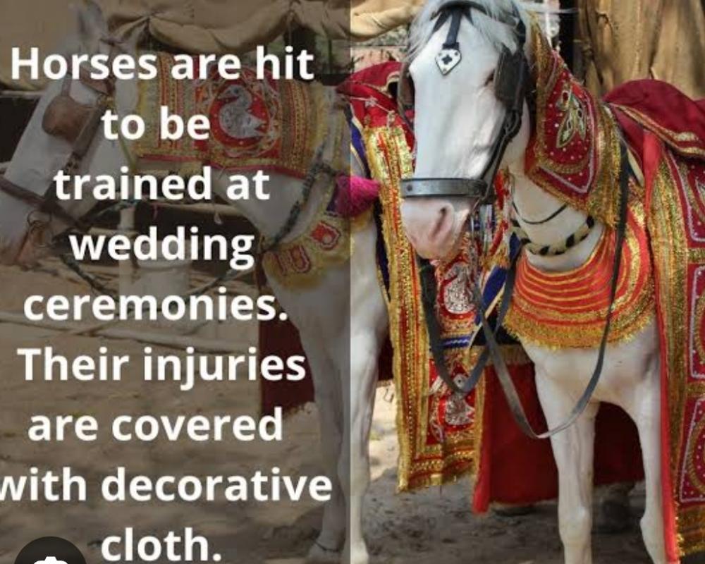 The Unheard Cries of Wedding Horses