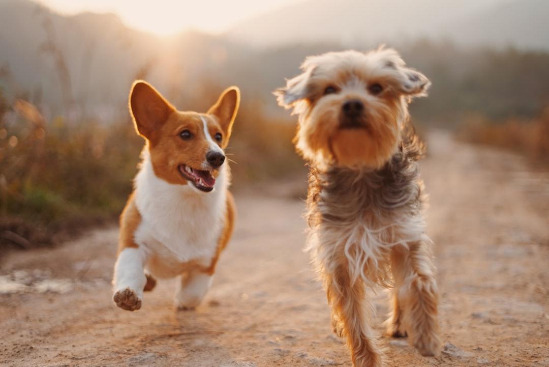 Why Dogs Really Love Us: The Science Behind Our Canine Bond