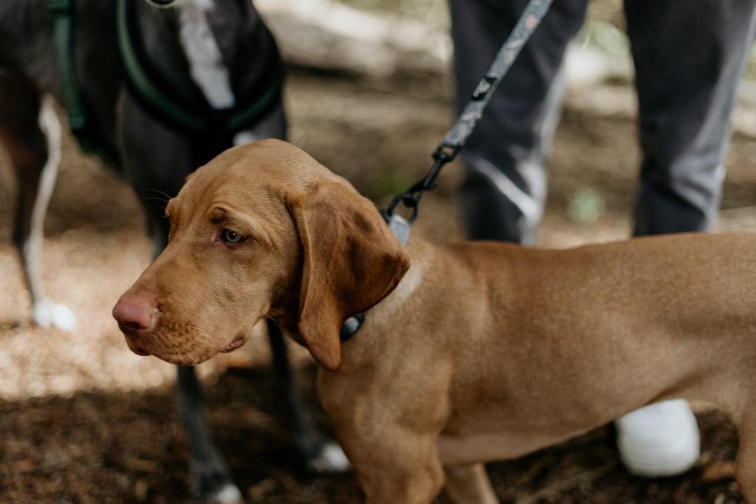 Rethinking Canine Companionship: Are We Unknowingly Harming Our Dogs?