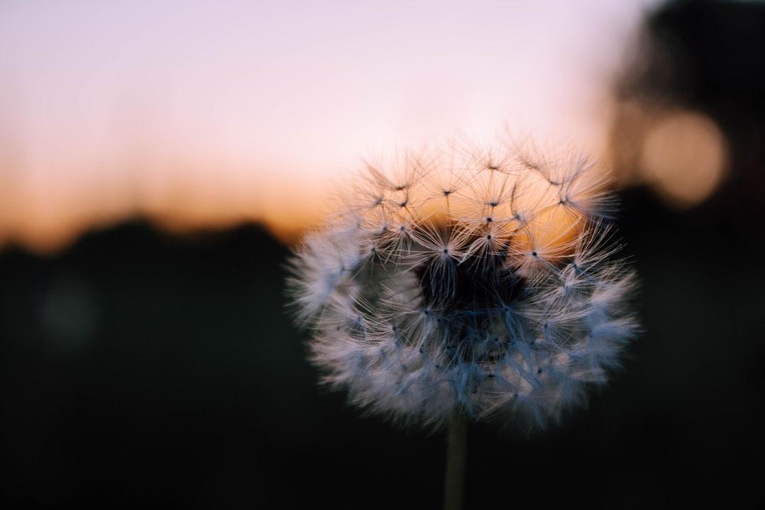 Dandelion Tales