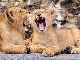 3. "Catching" a yawn could help us bond.