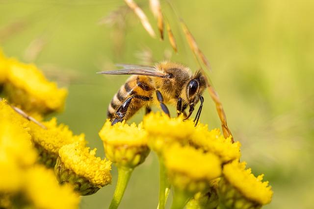 The Bee That Clung to my Arm