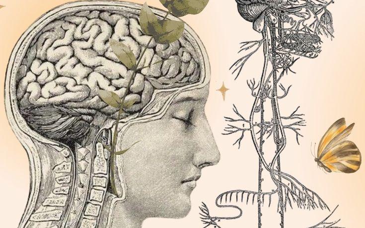 How healing the Vagus nerve can change your life