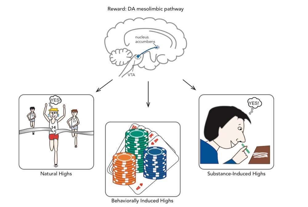 Mesolimbic Dopamine Pathways