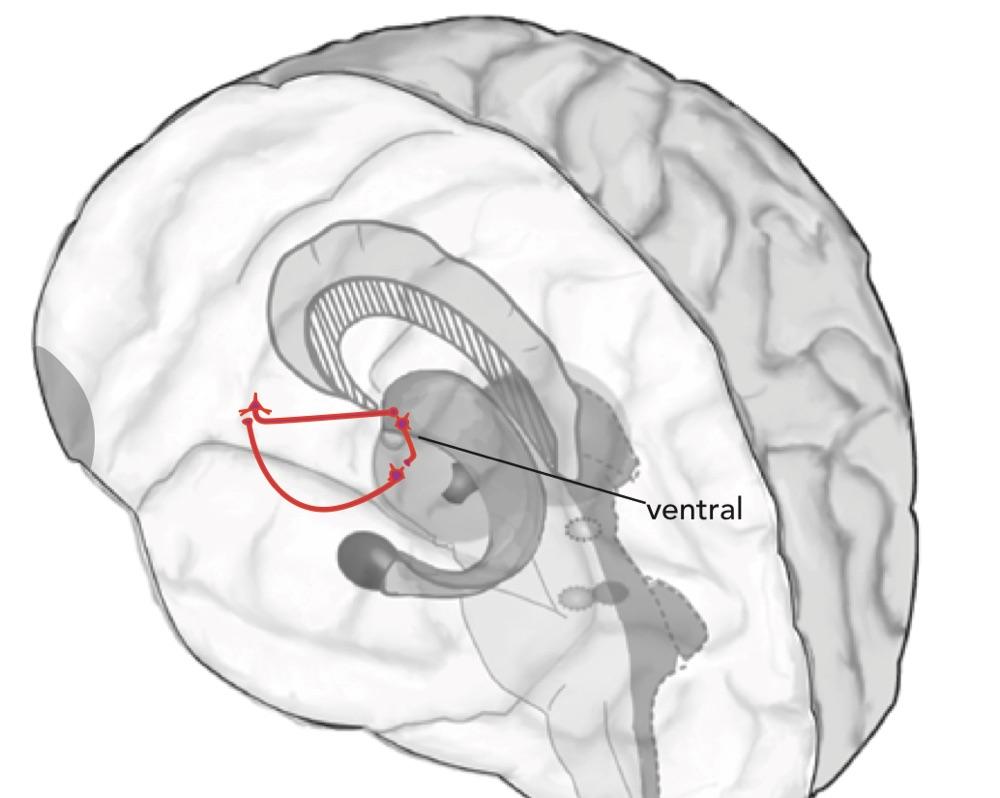 Prefrontal Cortex And Impulse control 