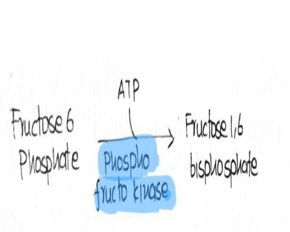 Third Step- Phosphorylation Of Fructose 6 Phosphate