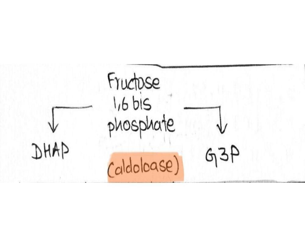 Fourth Step- Breaking of Fructose-1, 6-bisphosphate.