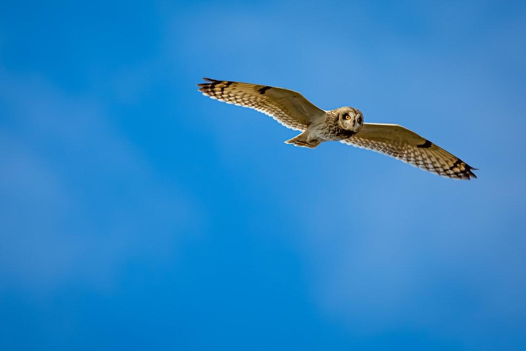 Ancient Flight Fascination