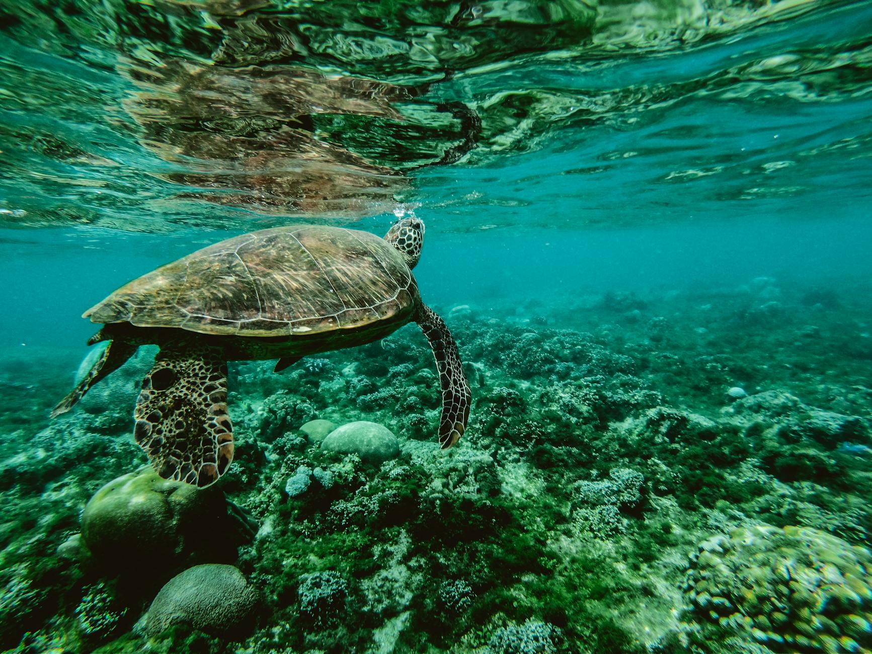 Ocean Hero: Recover Ocean-Bound Plastic 🐢