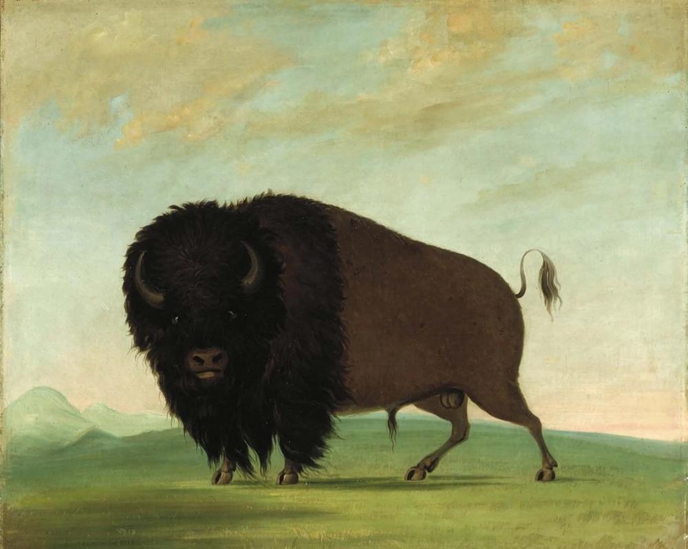 GEORGE CATLIN: PICTURING THE AMERICAN BUFFALO