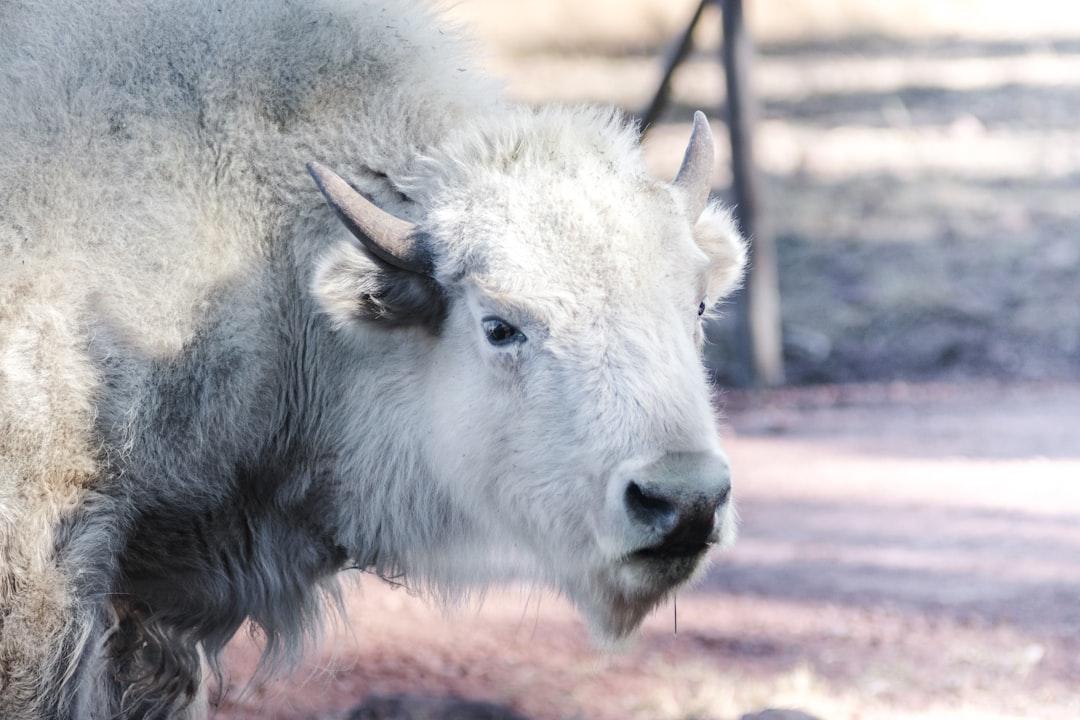 Legend Of The White Buffalo