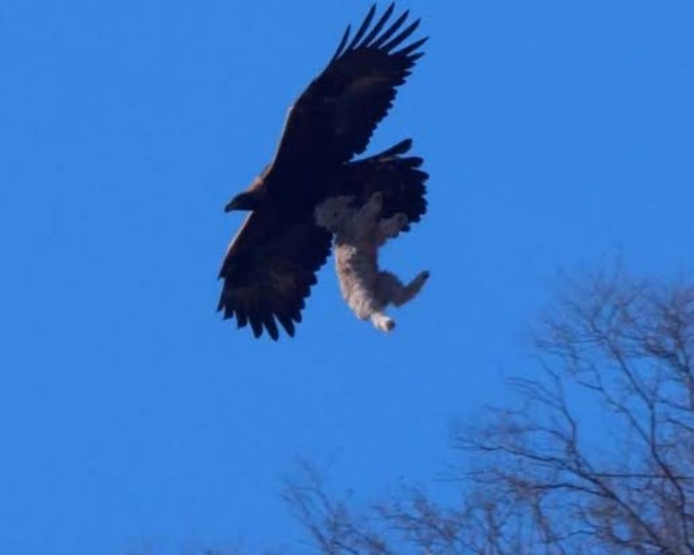 Lamb And The Bird Of Prey Analogy