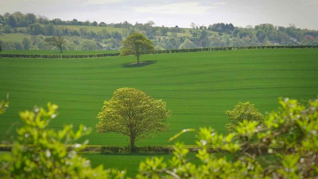 Tall vs Wide Trees