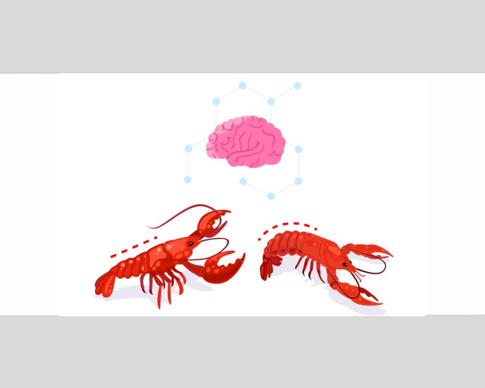 A Story Of Lobsters