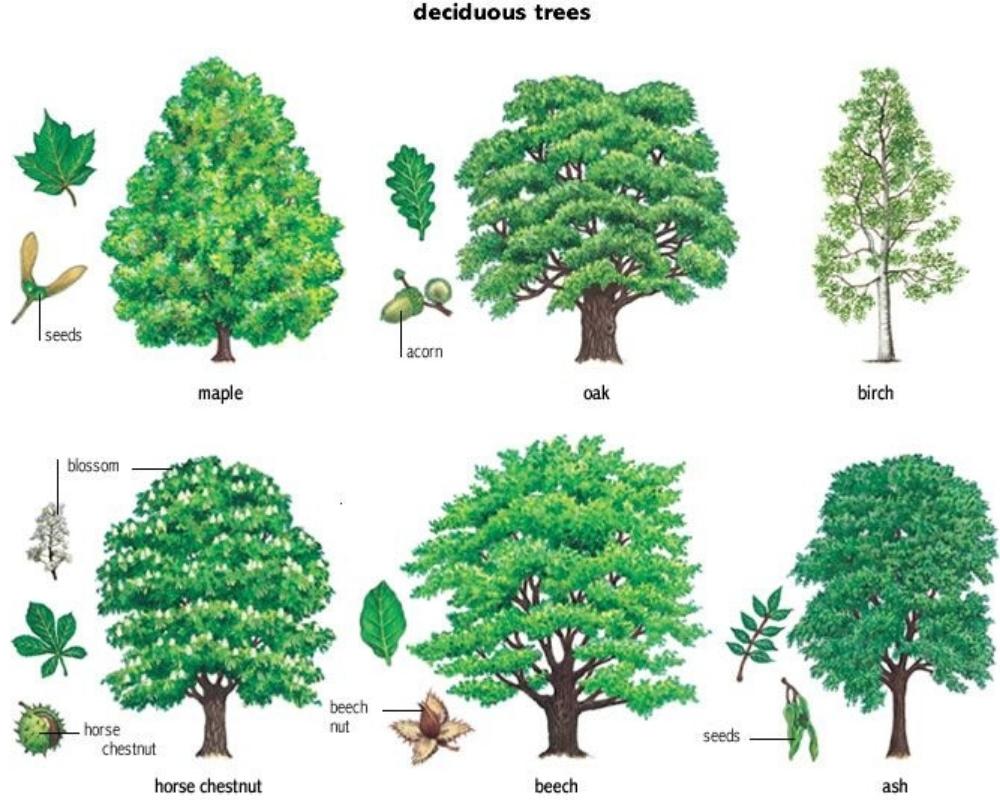 Deciduous Trees