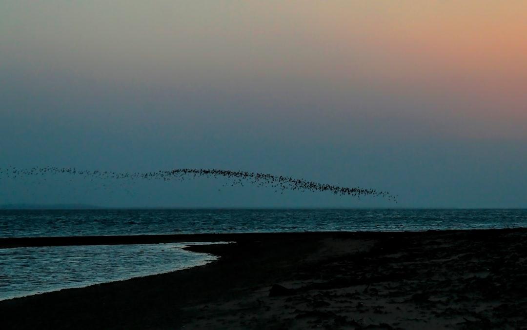 Swarms and murmurations