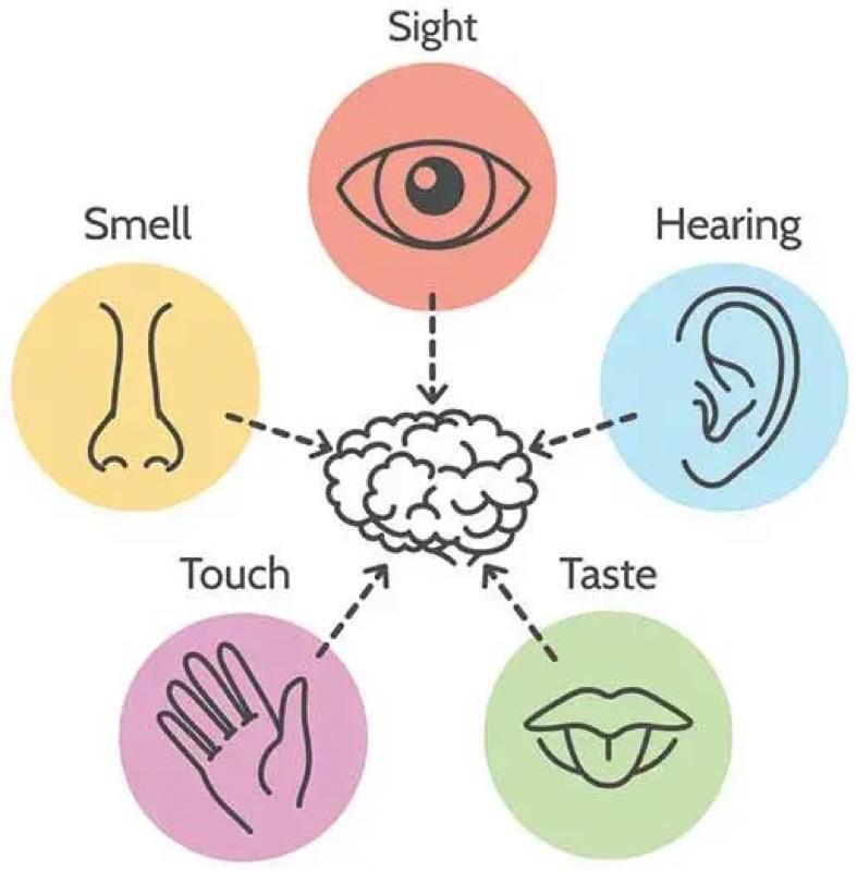 Primary Functions Of Your Nervous System