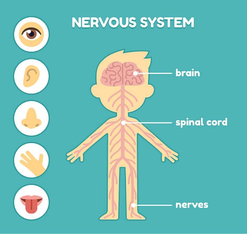 The Structure Of Your Nervous System