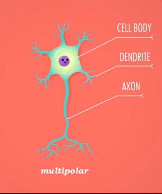 Nerve Cell