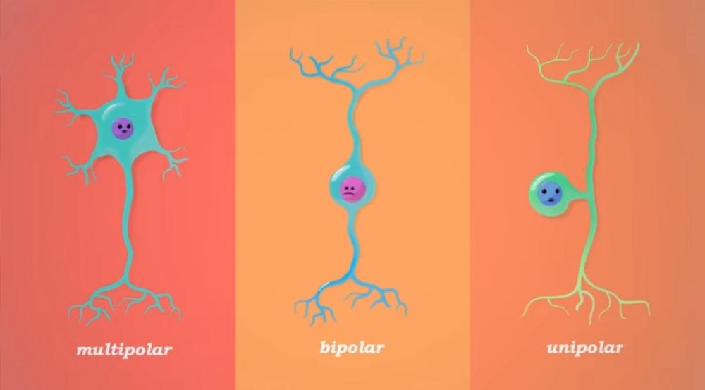 Types Of Nerve Cell Structures