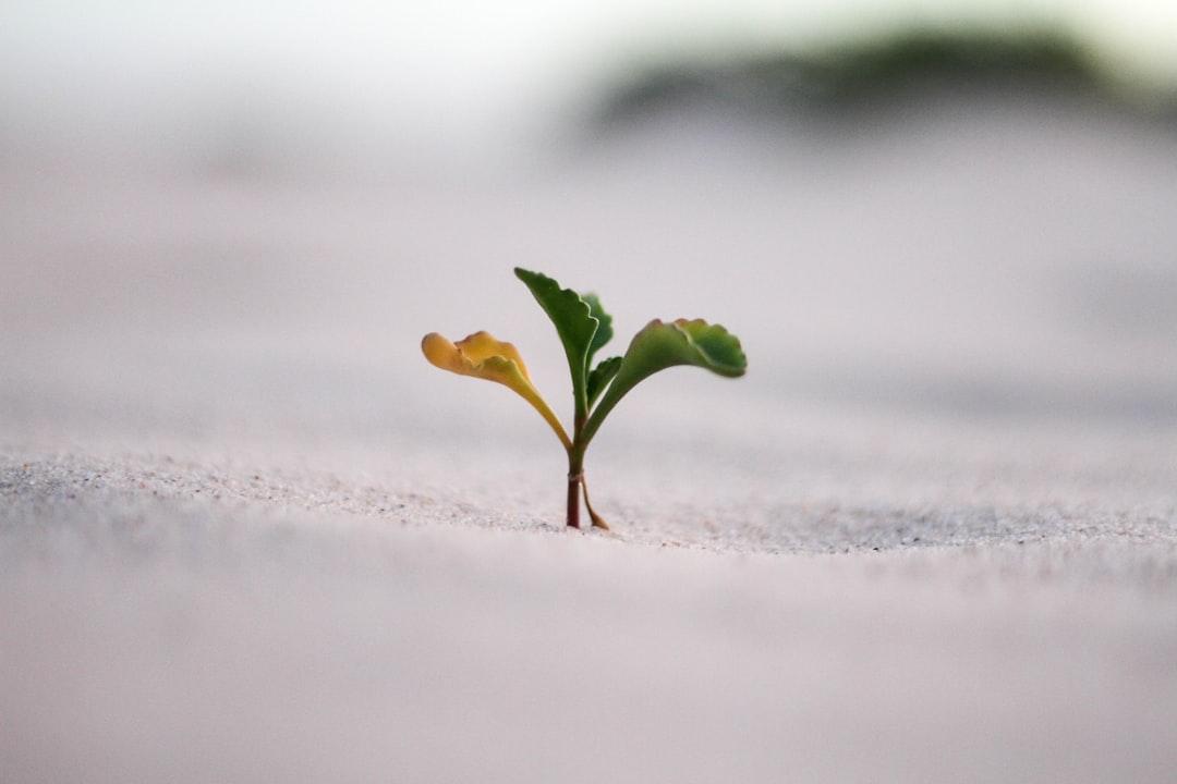 Let crises be the seed for growth