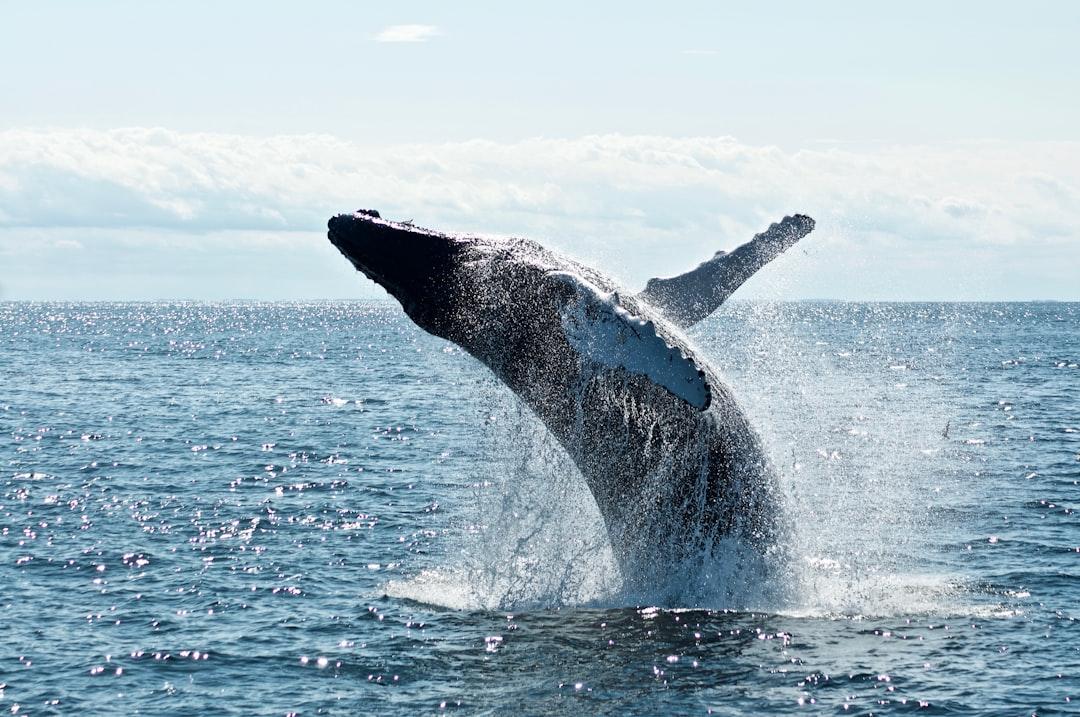 The Belly of the Whale