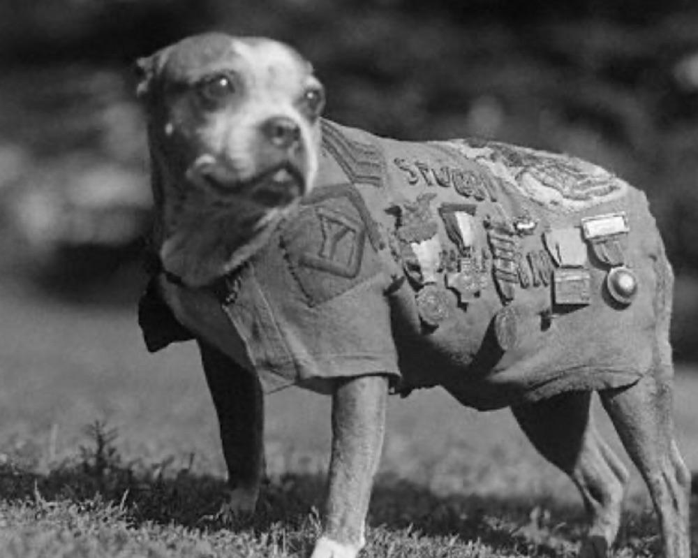 SERGEANT STUBBY OF THE AMERICAN 26TH DIVISION