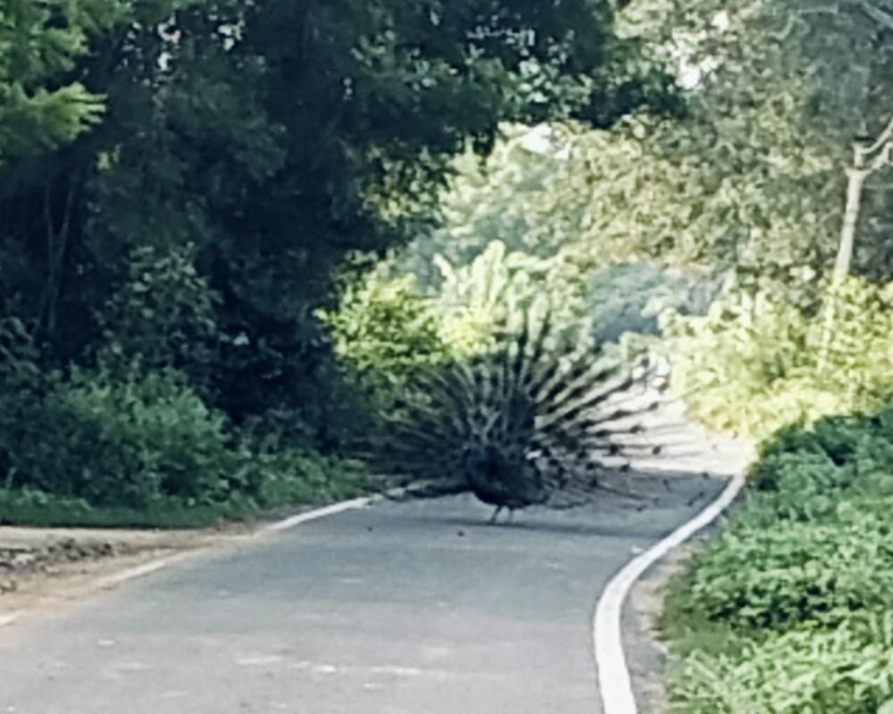 BEAUTY OF PEACOCK 🦚