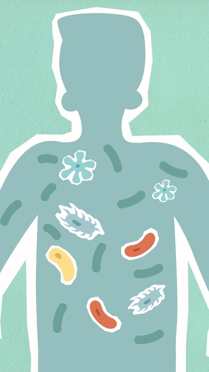 2️⃣ The Role of the Microbiome