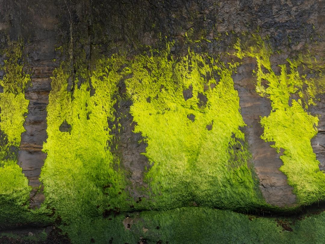 1. Algae Biofuels: The Future of Energy 🌱