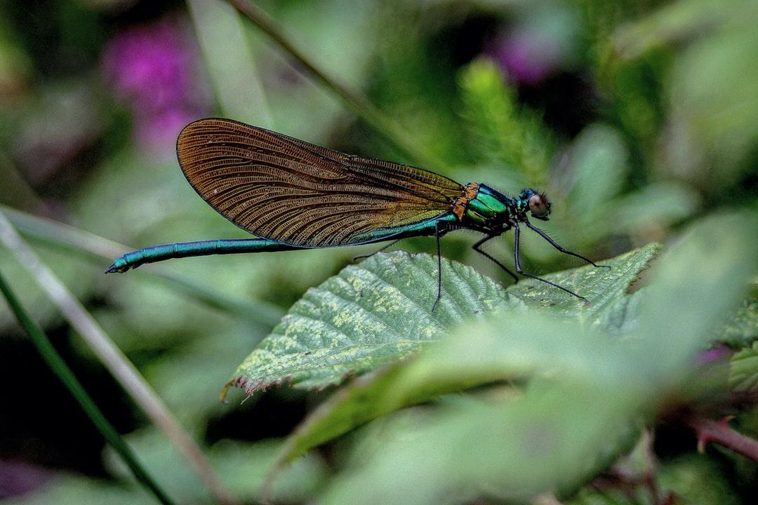 2. Biodiversity Collapse 🦋