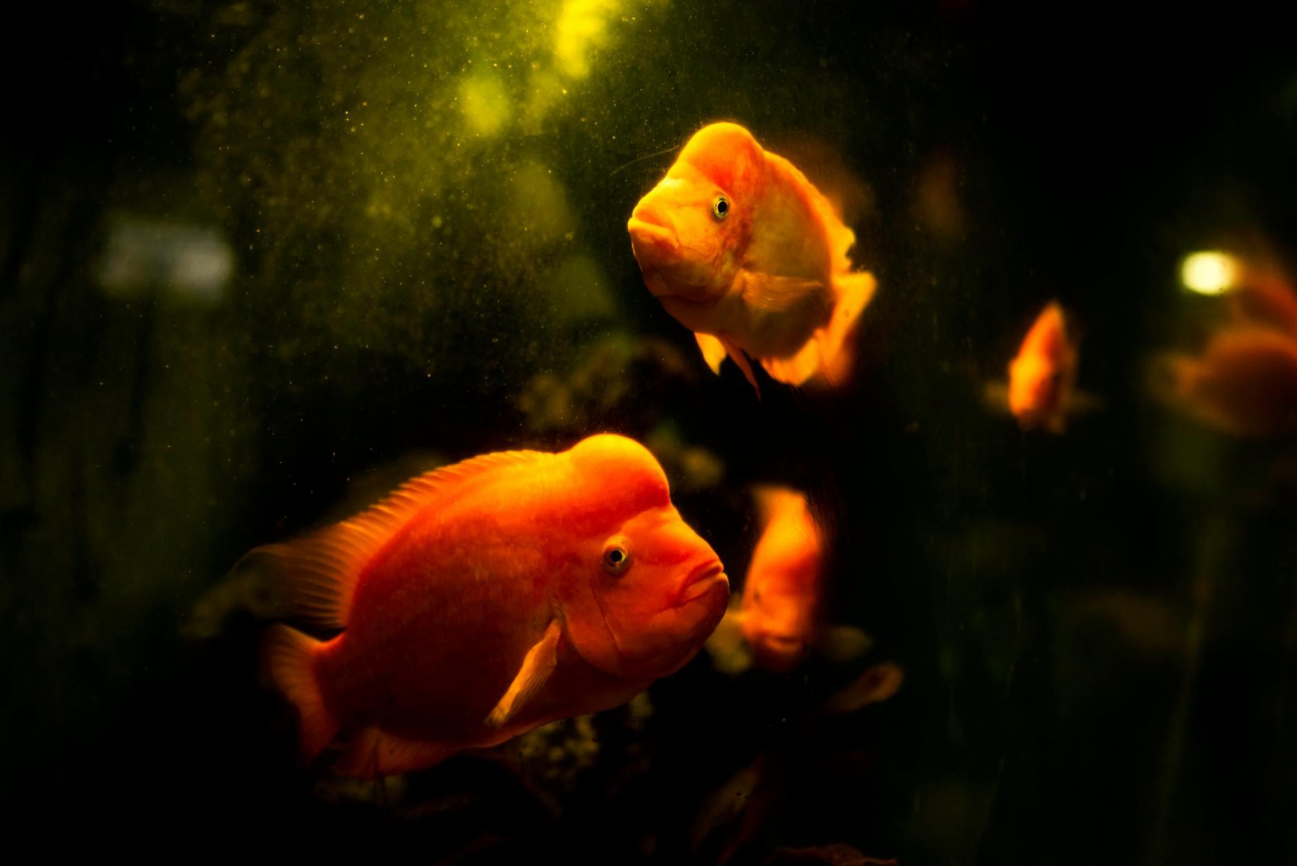 🐠Goldfishes Are Smarter Than You Think