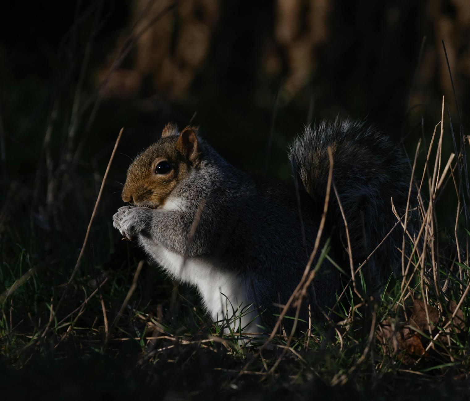 Feeding On The Darkness