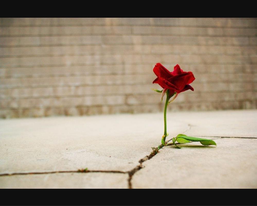 The Rose That Grew From Concrete