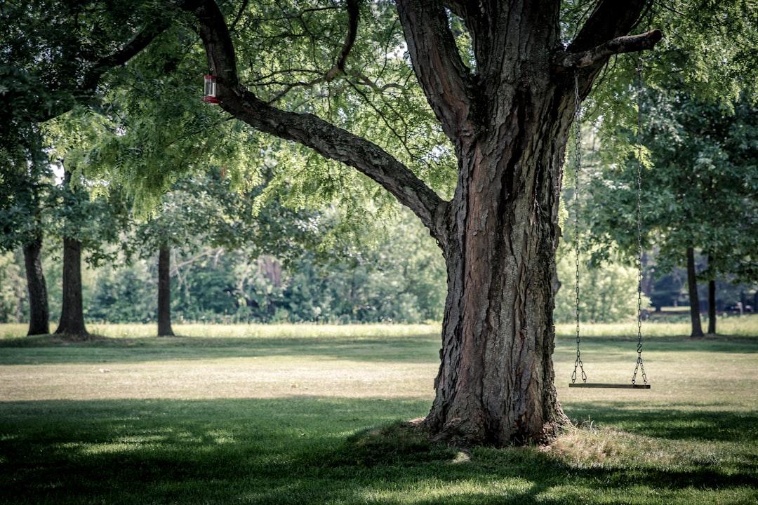 The Importance of Old Trees