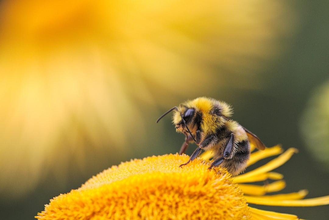 The Bee That Clung To My Arm