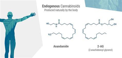 Discovery of Endocannabinoids: Self-Produced Cannabis