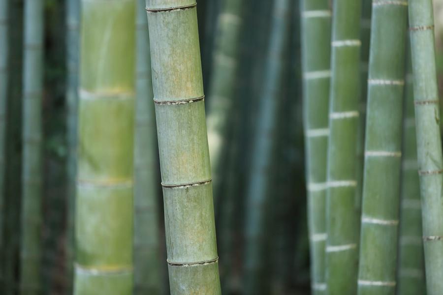 You Grow Like Bamboo