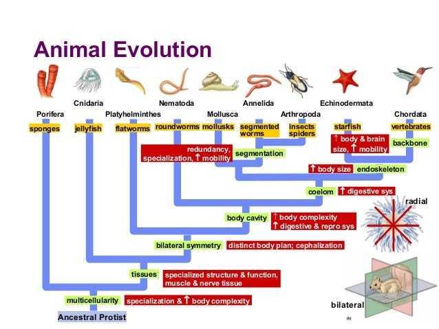 The Politicization of science: Jordan Peterson's lesson from lobsters