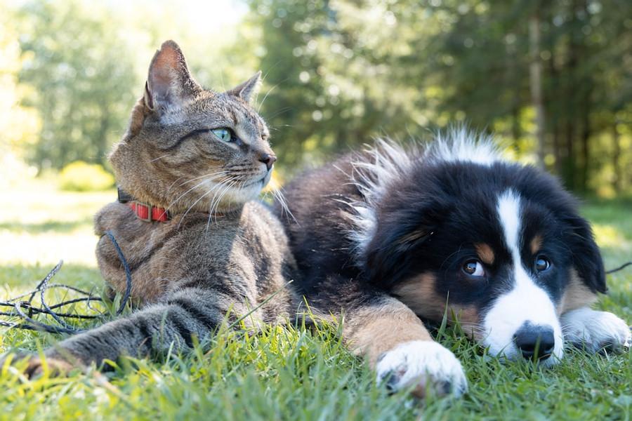 Dog & Cat Behaviour