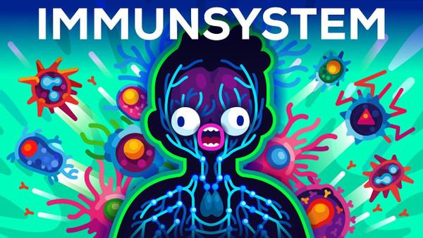 The Immune System Explained