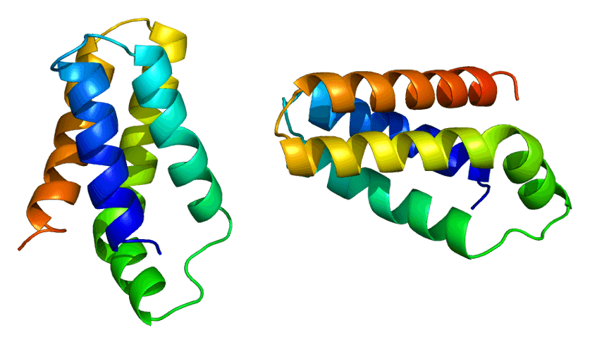 mTOR and Protein