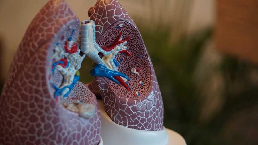 Impact On Respiratory Organs 