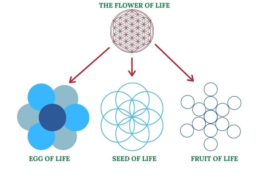 The Flower and Fruit of Life
