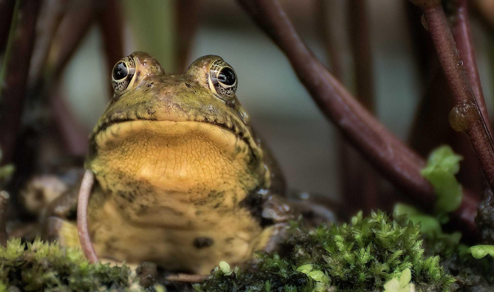 Procrastination Sucks - So Here's The "Eat That Frog" Way to Powerful Productivity